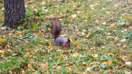 Squirrel in autumn on green grass with fallen yellow leavesの写真素材