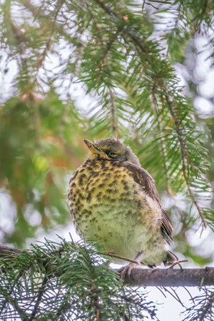A fieldfare chick, Turdus pilaris, has left the nest and is sitting on a branch. A chick of...