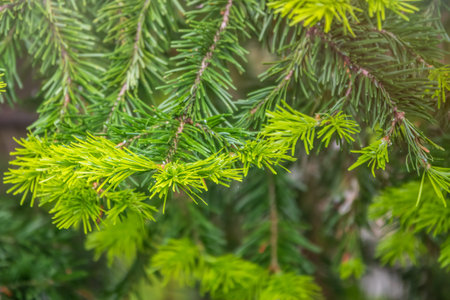 Fir branches with fresh shoots in spring. Young green shoots of spruce in the spring. Spruce...