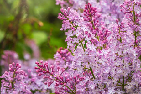 Pink Blooming Lilac Flowers in spring. Branches with spring lilac flowersの写真素材