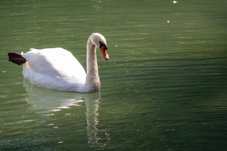 A graceful white swan swimming on a lake with dark green water. The white swan is reflected in the water. The mute swan, Cygnus olorの写真素材