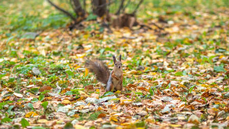 Squirrel in autumn on green grass with fallen yellow leavesの写真素材