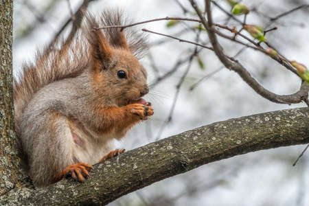 The squirrel with nut sits on a branches in the spring or summer. Eurasian red squirrel, Sciurus vulgarisの写真素材