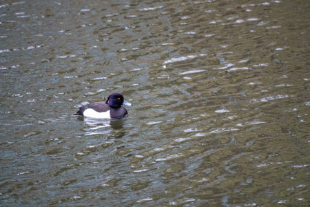 Male tufted duck, Aythya fuligula, swim in the pond. The tufted duck is a small diving duck of the...