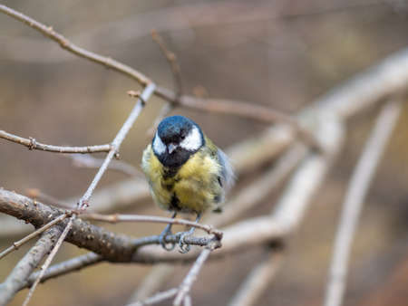 Cute bird Great tit, songbird sitting on a branch without leaves in the autumn or winter. Parus majorの写真素材