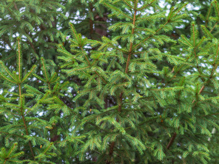 Background of green spruce branches in sunset light. Fresh fir branch