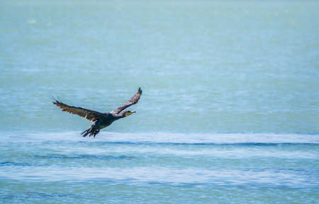 Black Cormorant flying over the sea. The great cormorant, Phalacrocorax carbo, known as the great black cormorant, or the black shag.の写真素材