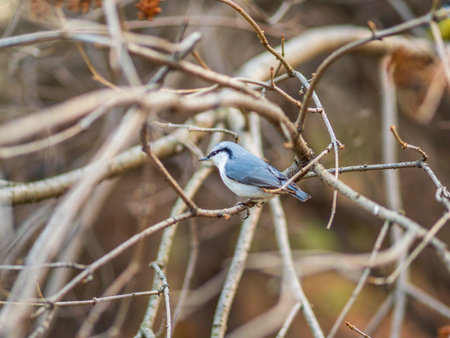 Eurasian nuthatch or wood nuthatch, lat. Sitta europaea, sitting on a tree branches with a blurred...