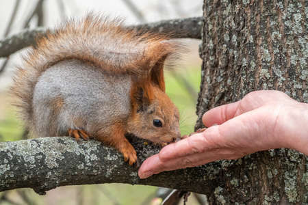 A squirrel in the spring or autumn eats nuts from a human hand. Eurasian red squirrel, Sciurus vulgaris.の写真素材