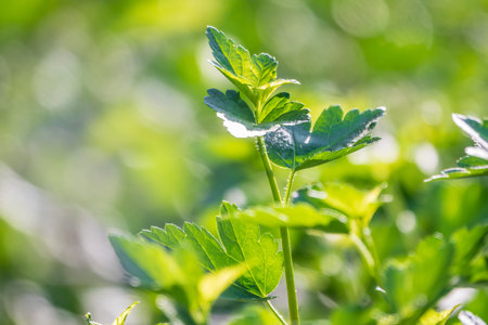 Green bushes with young leaves in the sunset. Background springtime image.