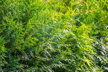 Thuja branches in spring. Fresh thuja branches in the sunset light. Spring background.の写真素材