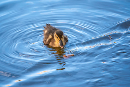 Cute little duckling swimming alone in a lake or river with calm water. Agriculture, Farming. Happy...