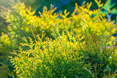 Thuja branches in spring. Fresh thuja branches in the sunset light. Spring background.