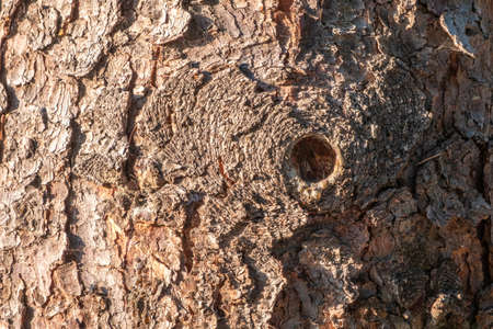 Bark of pine tree. The texture of spruce bark. Seamless tree bark background. Brown texture of the old tree.の写真素材
