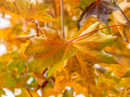 Maple branches with yellow leaves in autumn, in the light of sunset.