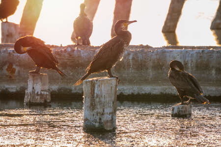 A flock of cormorants sits on a old sea pier in orange sunset light. The great cormorant, Phalacrocorax carbo, known as the great black cormorant, or the black shag.の写真素材