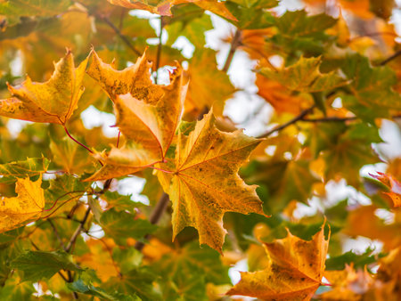 Maple branches with yellow leaves in autumn, in the light of sunset. Dry autumnal leaves background,...