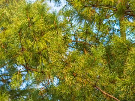 Cedar branches with long fluffy needles with a beautiful blurry background. Pinus sibirica, or...