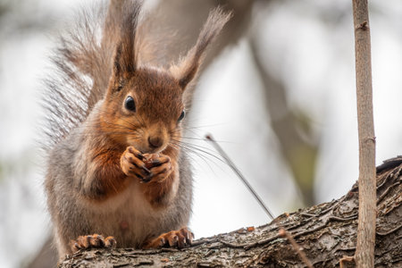 The squirrel with nut sits on a branches in the spring or summer. Eurasian red squirrel, Sciurus vulgarisの写真素材