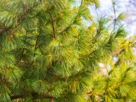 Cedar branches with long fluffy needles with a beautiful blurry background. Pinus sibirica, or Siberian pine. Pine branch with long and thin needles. The pine tree looks soft and fluffy.の写真素材