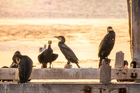A flock of cormorants sits on a old sea pier in orange sunset light. The great cormorant, Phalacrocorax carbo, known as the great black cormorant, or the black shag.の写真素材