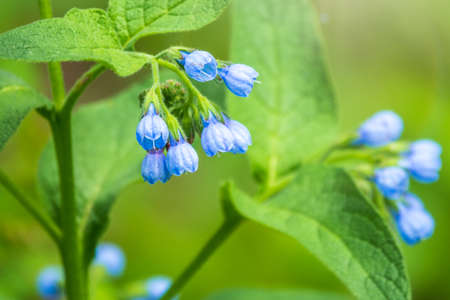 Beautiful blue flowers of Symphytum caucasicum, also known as the beinwell, blue comfrey, or Caucasian comfrey, blooming in spring parkの写真素材