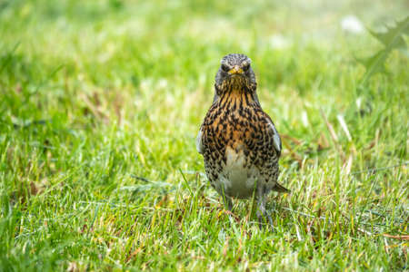 Wood bird Fieldfare on a spring lawn. Fieldfare, Turdus pilaris. Close-up of foraging parent animal collecting food.の写真素材