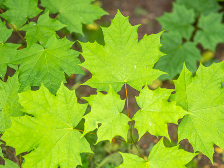 Spring branches of maple tree with fresh green leaves. Spring background with copy space