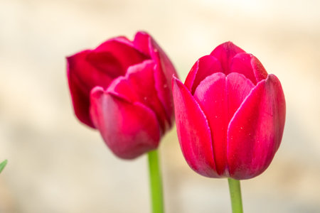 Colorful red tulips blossom in spring. Natural sprintime background.