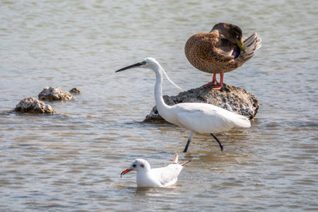 The white heron stands in the lake. Small White Heron, lat. Egretta garzetta, looking at fish in...