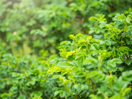 Green bushes with young leaves in the sunset. Background springtime image.の写真素材