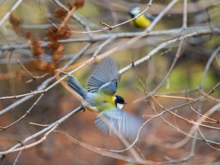 Cute bird Great tit, songbird sitting on a branch without leaves in the autumn or winter. Parus majorの写真素材