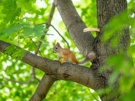 The squirrel sits on a branches in the spring or summer. Eurasian red squirrel, Sciurus vulgarisの写真素材