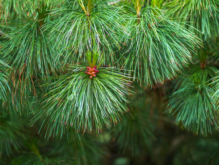 Cedar branches with long fluffy needles with a beautiful blurry background. Pinus sibirica, or...