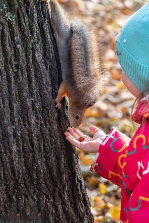 Girl feeds a squirrel with nuts in an autumn park. Squirrel eats nuts from the girls hand.の写真素材