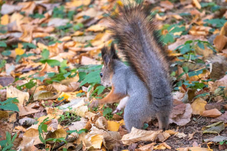 Squirrel in autumn hides nuts on the green grass with fallen yellow leaves. Squirrel looking for food on the ground. Wild animal. Autumn forest.の写真素材