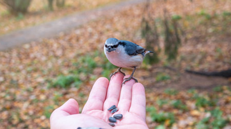 The Eurasian nuthatch eats seeds from a palm. A tit bird sitting on the hand and eating seeds....
