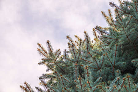 Background of green spruce branches in sunset light. Fresh fir branchの写真素材