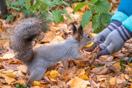 The boy feeds a squirrel with nuts from a hand in the wood. Wild animal. Autumn forest.の写真素材
