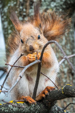 The squirrel with nut sits on a branches in the spring or summer. Eurasian red squirrel, Sciurus vulgarisの写真素材