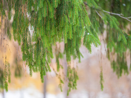 Background of green spruce branches in autumn or winter snowfall. Autumn natural background