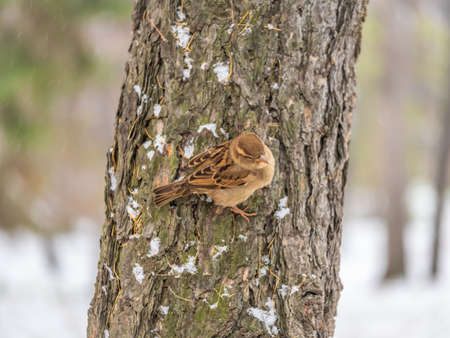 Sparrow sits on a branch without leaves. Sparrow on a branch in the autumn or winterの写真素材