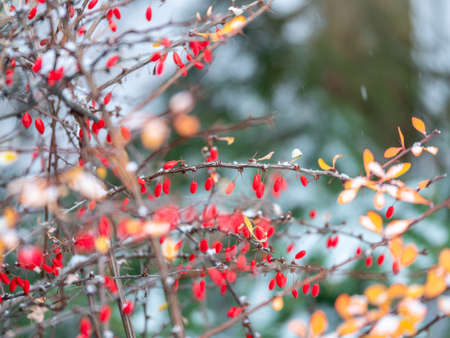 Red berries of barberry on a bush branch in autumn snowfall. Barberry bush in the autumn garden. Berberis, commonly known as barberry.の写真素材