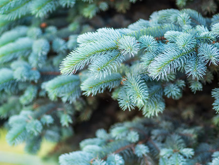 Fir branches with fresh shoots in spring. Young green shoots of spruce in the spring. Spruce branches on a green background. Young growing fir tree sprouts on branch in spring forest.の写真素材