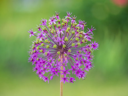 Close-up of the inflorescence of the Rosenbachian onion, Allium rosenbachianum, blooming in the...