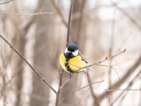 Cute bird Great tit, songbird sitting on a branch without leaves in the autumn or winter. Parus majorの写真素材