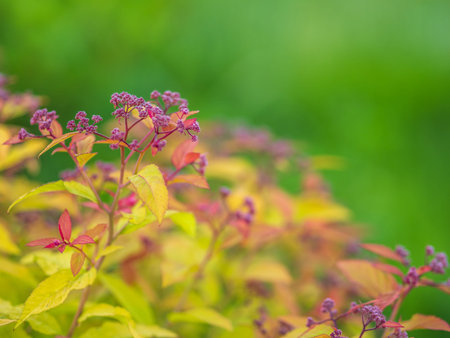 Branches of bushes with young green and red leaves in the sunset light. Background image.
