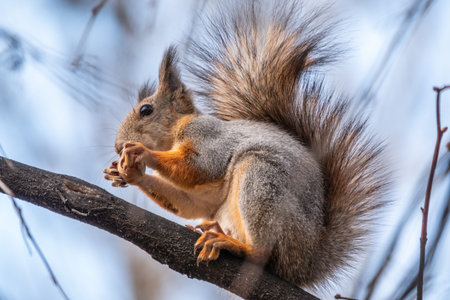Autumn squirrel with nut sits on a branch. Wild animal. Autumn forest.の写真素材