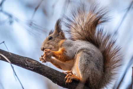 Autumn squirrel with nut sits on a branch. Wild animal. Autumn forest.の写真素材