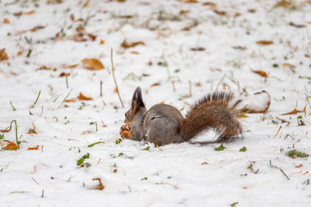 Squirrel hides nuts in the white snow. Eurasian red squirrel, Sciurus vulgarisの写真素材